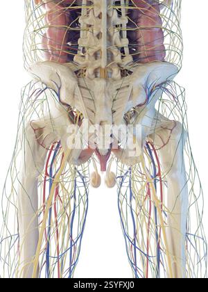 Organes du bas du corps masculin, illustration. Banque D'Images