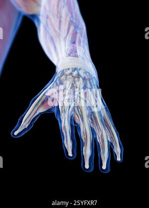 Structure de la main, illustration. Banque D'Images