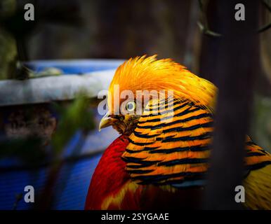 Un faisan doré mettant en valeur son plumage vibrant dans la nature. Banque D'Images