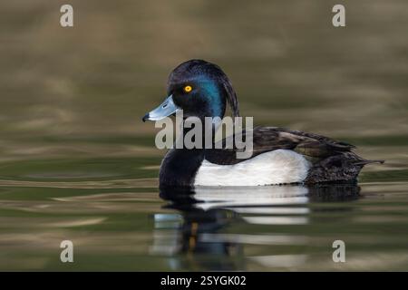 Canard touffeté ; Aythya fuligula ; homme ; Royaume-Uni Banque D'Images