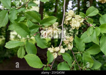 Wych Elm ; Ulmus glabra ; fruits ; Royaume-Uni Banque D'Images