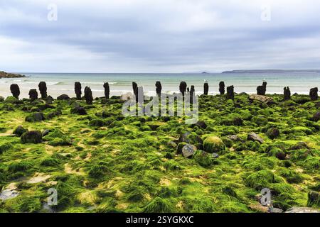 Rochers, algues, algues, vue sur la baie d'Ives vers Godrevy, littoral, West Cornwall, Angleterre, Grande Bretagne Banque D'Images