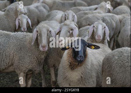 Moutons à face noire parmi les moutons mérinos dans le pâturage, Thuisbrunn, haute-Franconie, Bavière, Allemagne, Europe Banque D'Images
