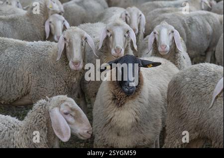Moutons à face noire parmi les moutons mérinos dans le pâturage, Thuisbrunn, haute-Franconie, Bavière, Allemagne, Europe Banque D'Images