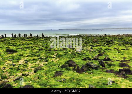 Rochers, algues, algues, vue sur la baie d'Ives vers Godrevy, littoral, West Cornwall, Angleterre, Grande Bretagne Banque D'Images