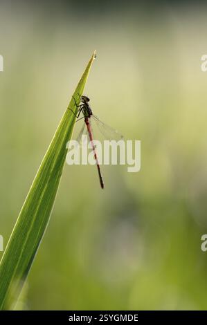 Grande damoiselle rouge (Phyrrhosoma nymphula), unique, au repos, rétroéclairé, Oberhausen, région de la Ruhr, Rhénanie du Nord-Westphalie, Allemagne, Europe Banque D'Images
