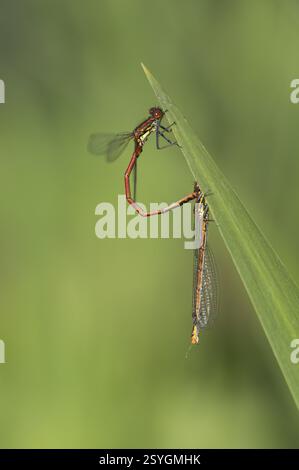 Grande demoiselle rouge (Phyrrhosoma nymphula), paire, tandem, devant la copule, Oberhausen, région de la Ruhr, Rhénanie-du-Nord-Westphalie, Allemagne, Europe Banque D'Images
