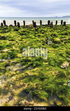 Rochers, algues, algues, vue sur la baie d'Ives vers Godrevy, littoral, West Cornwall, Angleterre, Grande Bretagne Banque D'Images