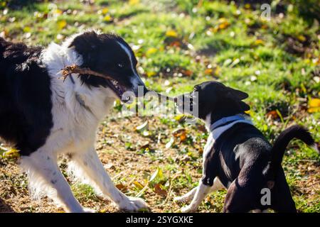 Frontière collie et petit chien noir et blanc jouant ensemble à l'extérieur. Les chiens heureux jouent avec un bâton. Animaux de compagnie canins, animaux sur une pelouse verte humeur ludique Banque D'Images