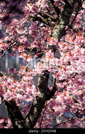 Sakura fleurit au printemps Banque D'Images