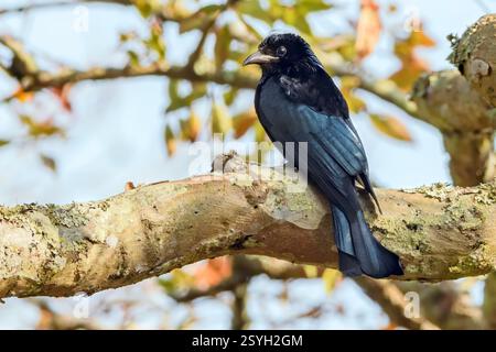 Drongo à crête poilue (Dicrurus hottentottus) de Kaziranga NP, Assam, Inde. Banque D'Images