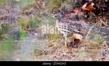 Genou épais indien (Burhinus indicus) de Bandhavgarh NP, Inde. Banque D'Images
