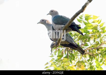 Pigeons impériaux verts (Ducula aenea) de Kaziranga NP, Assam, Inde. Banque D'Images