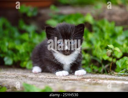 Portrait de bébé chat noir et blanc domestique avec les yeux bleus assis sur les escaliers du jardin en bois. (Felis catus) concept de ferme naturelle. Banque D'Images