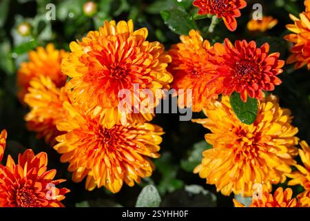 Chrysanthemum multiflora Conaco Orange sur fond vert Banque D'Images