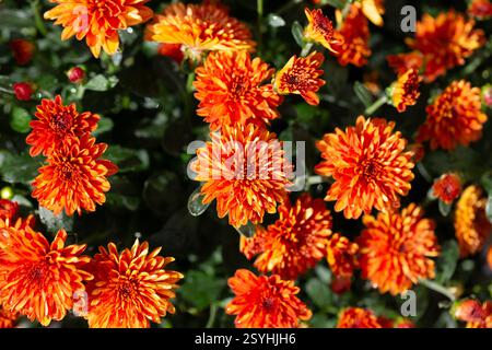Chrysanthemum multiflora Conaco Orange sur fond vert Banque D'Images