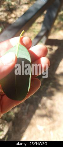 Figuier à petites feuilles (Ficus obliqua), Plantae, Australie, North Queensland, Port Douglas, promontoire marchez jusqu'à Rex Lookout, arbre commun dans la forêt côtière sur la passerelle autour du promontoire de Port Douglas. Banque D'Images