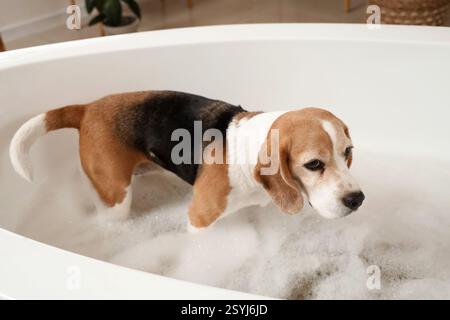 Chien Beagle mignon prenant le bain avec mousse de savon à la maison Banque D'Images