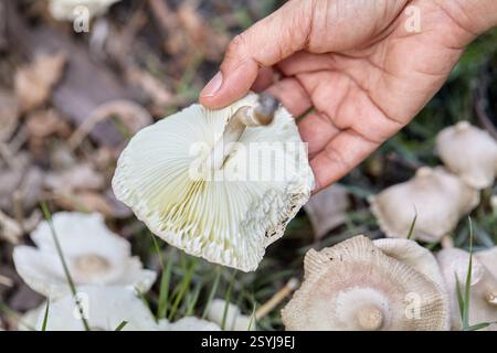 Main coupée de femme tenant le champignon sauvage tropical dans la forêt Banque D'Images