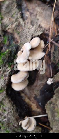 Panellus luminescent (Panellus stipticus), champignons, Prentiss Woods, Bangor, ME 04401, poussant à l'intérieur d'une souche morte, très petite et empilée dans de petites tours soignées Banque D'Images
