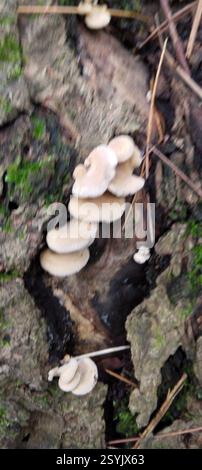 Panellus luminescent (Panellus stipticus), champignons, Prentiss Woods, Bangor, ME 04401, poussant à l'intérieur d'une souche morte, très petite et empilée dans de petites tours soignées Banque D'Images