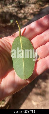 Figuier à petites feuilles (Ficus obliqua), Plantae, Australie, North Queensland, Port Douglas, promontoire marchez jusqu'à Rex Lookout, arbre commun dans la forêt côtière sur la passerelle autour du promontoire de Port Douglas. Banque D'Images