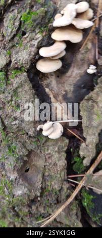 Panellus luminescent (Panellus stipticus), champignons, Prentiss Woods, Bangor, ME 04401, poussant à l'intérieur d'une souche morte, très petite et empilée dans de petites tours soignées Banque D'Images