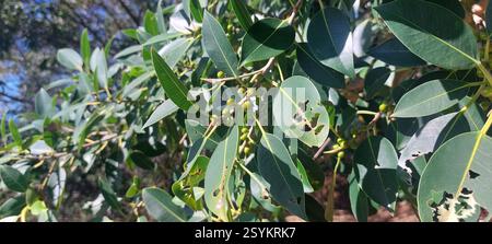 Figuier à petites feuilles (Ficus obliqua), Plantae, Australie, North Queensland, Port Douglas, promontoire marchez jusqu'à Rex Lookout, arbre commun dans la forêt côtière sur la passerelle autour du promontoire de Port Douglas. Banque D'Images