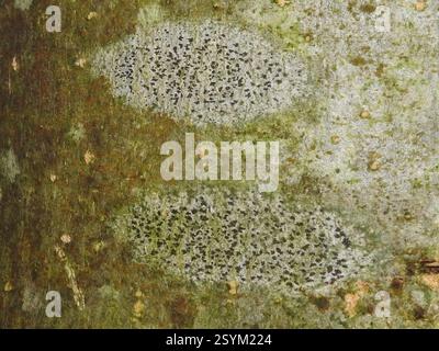 Lichen astérisque (Arthonia radiata), champignons, 27389 Stemmen, Allemagne Banque D'Images