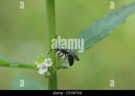 Pure Green Sweat Bee (Augochlora pura), Insecta, Medway, London, ON, Canada Banque D'Images