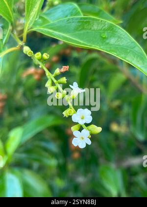Bois d'oiseau épineux (Citharexylum spinosum), Plantae, Floride, États-Unis Banque D'Images