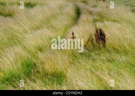 Sentier pédestre le long de l'estuaire de la rivière Wyre à Stalmine dans le lancashire Banque D'Images