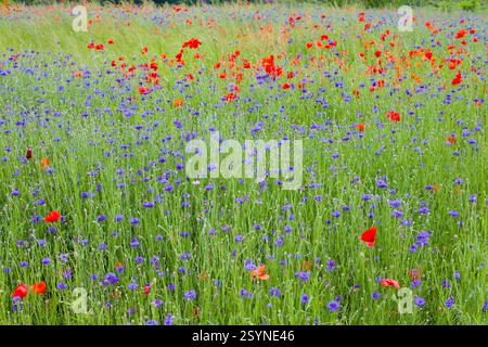 Ville de Gongju, Corée du Sud - 27 mai 2021 : une prairie fleurie de coquelicots rouges vibrants et de fleurs sauvages violettes capture l'essence de la fin du printemps en cela Banque D'Images
