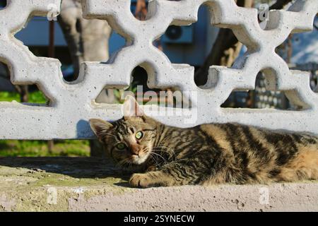 Un chat tabby regarde curieusement. Son pelage doux présente des marques uniques, dont une petite tache noire sous son menton. Capturé en lumière naturelle. Banque D'Images