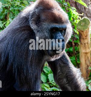 Un puissant gorille des basses terres de l'Ouest surveille ses environs. Cette espèce en danger critique d’extinction est menacée par la perte d’habitat et le braconnage Banque D'Images