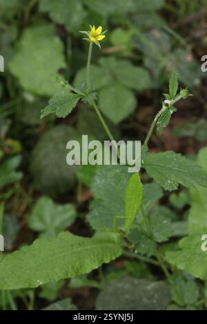 Wood Avens (Geum urbanum), Plantae, Plas Newydd, Fford Brynsiencyn, Pwllfanogl, Anglesey, pays de Galles du Nord, Royaume-Uni Banque D'Images