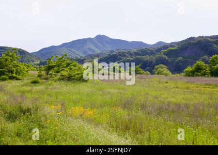 Gongju, Corée du Sud - 27 mai 2021 : une prairie paisible avec des fleurs sauvages jaunes s'étend vers la base des montagnes boisées, mettant en valeur la région Banque D'Images