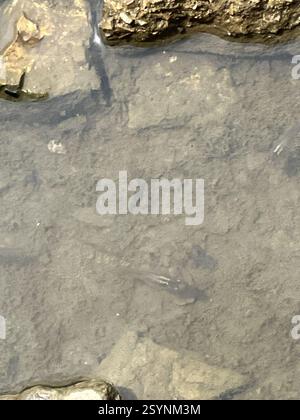 Moustique de l'Ouest (Gambusia affinis), Actinopterygii, barrage du parc national de Versailles, Osgood, IN, États-Unis Banque D'Images