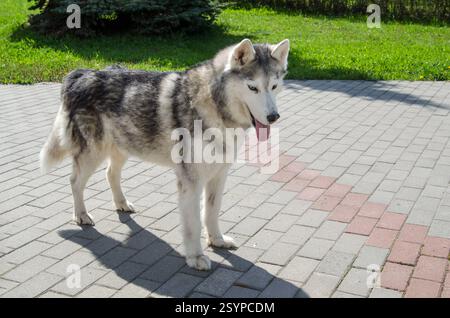 Husky sibérien avec des stands de fourrure grise et blanche saisissants sur une zone pavée ensoleillée. L'herbe verte et les arbres créent une toile de fond sereine. La lumière du soleil met en évidence le manteau te Banque D'Images