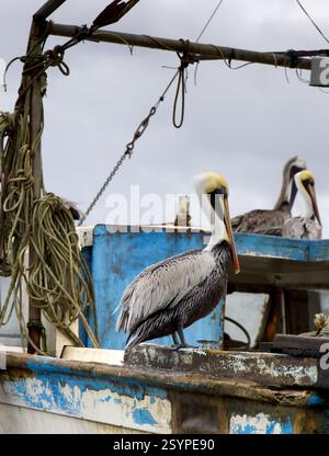 Pelican dans le port de Livingston, Guatemala Banque D'Images