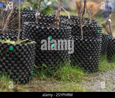 arbustes poussant dans des pots d'air Banque D'Images