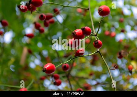 Baies rouges de rose musquée sur les branches d'un buisson dans la forêt, gros plan. Médecine alternative. Banque D'Images