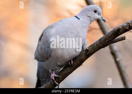 Gros plan portrait de la colombe eurasienne grise à col avec les yeux rouges perchés sur une branche. Arrière-plan orange et marron flou. Banque D'Images