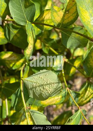 Mouche blanche du chou (Aleyrodes proletella), insecte, chemin Coalmont, Okanagan-Similkameen, C.-B. CA, @norbertkondla pas sûr si ce sont des œufs de papillon mais il est venu comme chou Whitefly? J'ai vu beaucoup de papillons différents sur ce buisson. Peut-il s'agir simplement de pucerons ? Banque D'Images