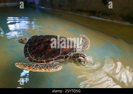 Hôpital et écloserie des tortues marines de Koggala, Sri Lanka. Banque D'Images