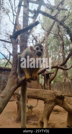 Le petit singe gris est assis sur l'arbre Banque D'Images