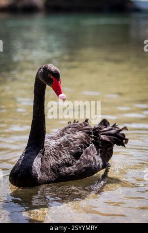 Cygne noir avec une bande blanche sur le bec nageant. Banque D'Images