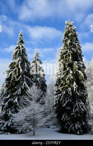 Paysage hivernal pittoresque de sapins à feuilles persistantes recouverts de neige et d'arbres à feuilles caduques Banque D'Images