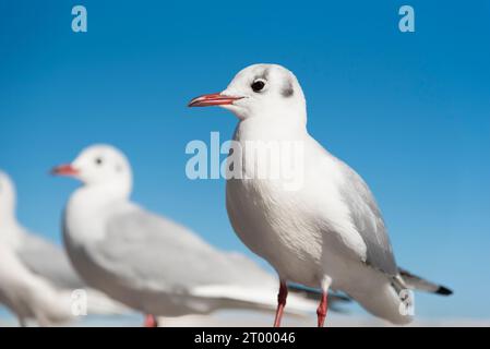 Oiseaux Mouette blanche dans l'oeil en se concentrant, selective focus Banque D'Images