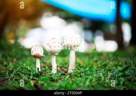 Champignons Puffball poussant sur l'herbe verte dans la forêt après la pluie. beau bokeh et lumière naturelle du soleil. Banque D'Images